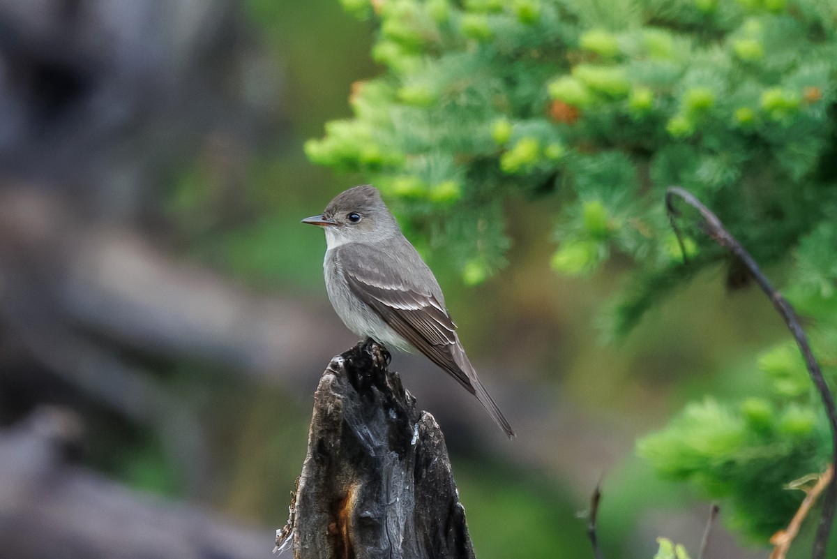 Blasskehl-Schnäppertyrann - ML659039180