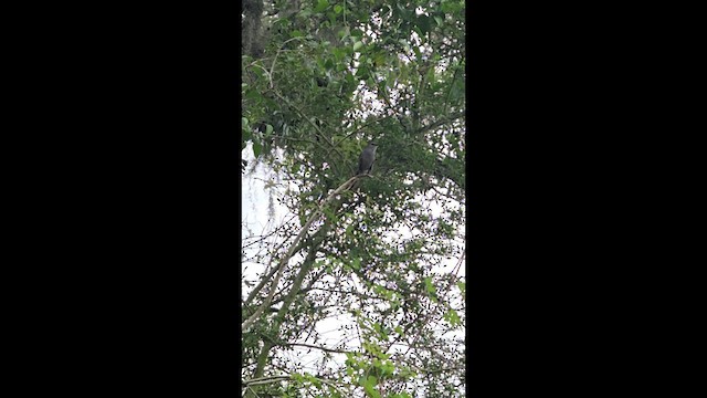 Katzenspottdrossel - ML659039205