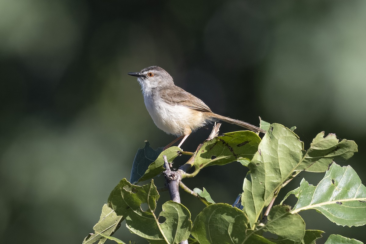 Tawny-flanked Prinia - ML659039466