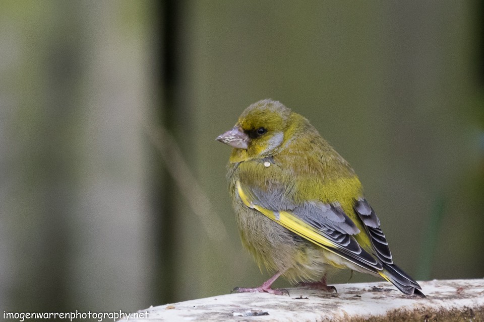 European Greenfinch - Imogen Warren