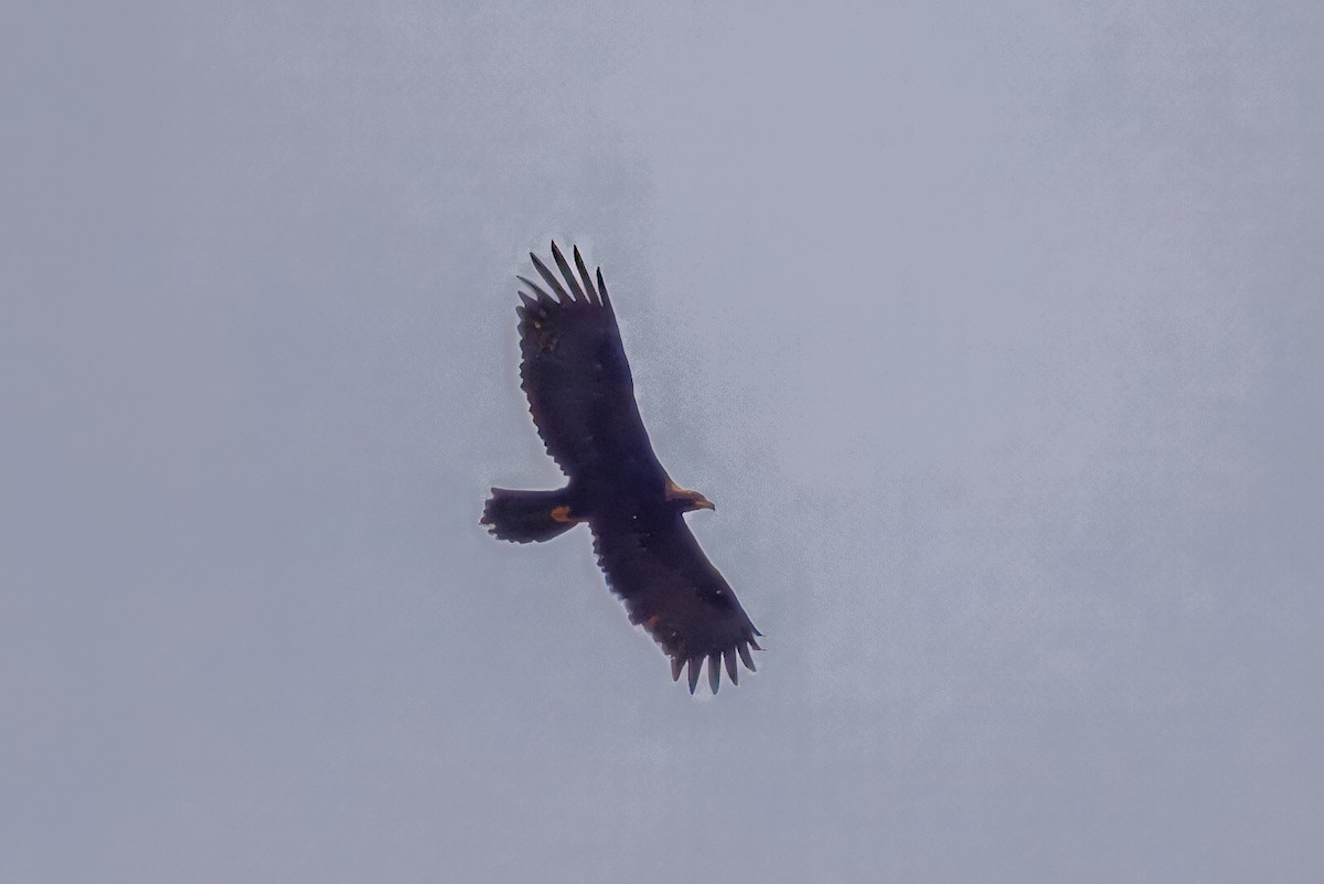 Steinadler - ML659039794