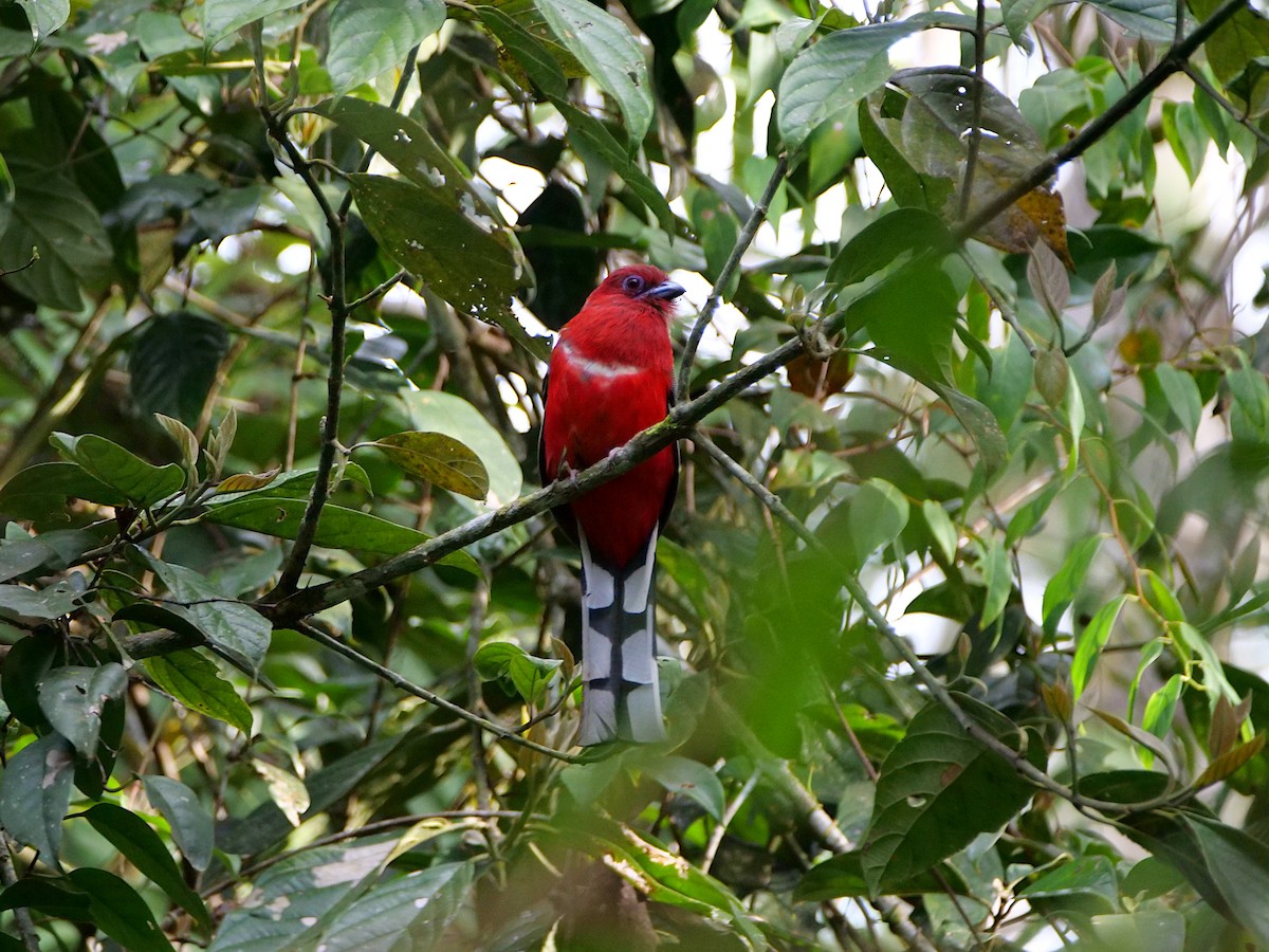 Red-headed Trogon - ML659040407
