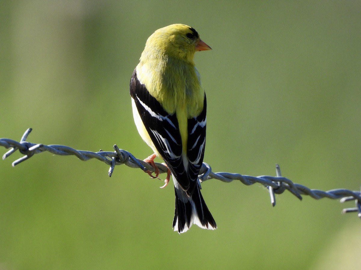 Chardonneret jaune - ML659040847