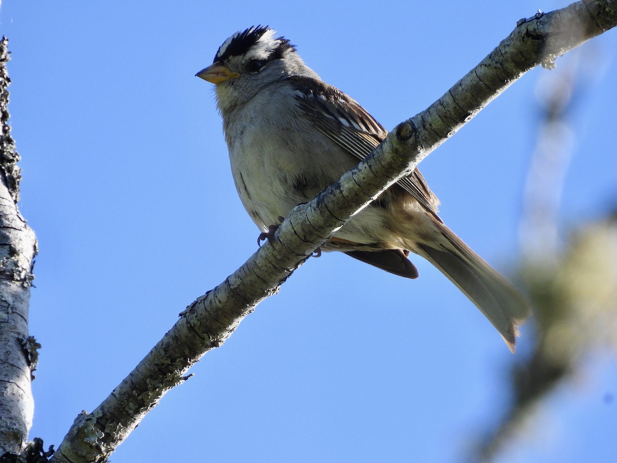 Bruant à couronne blanche - ML659040870
