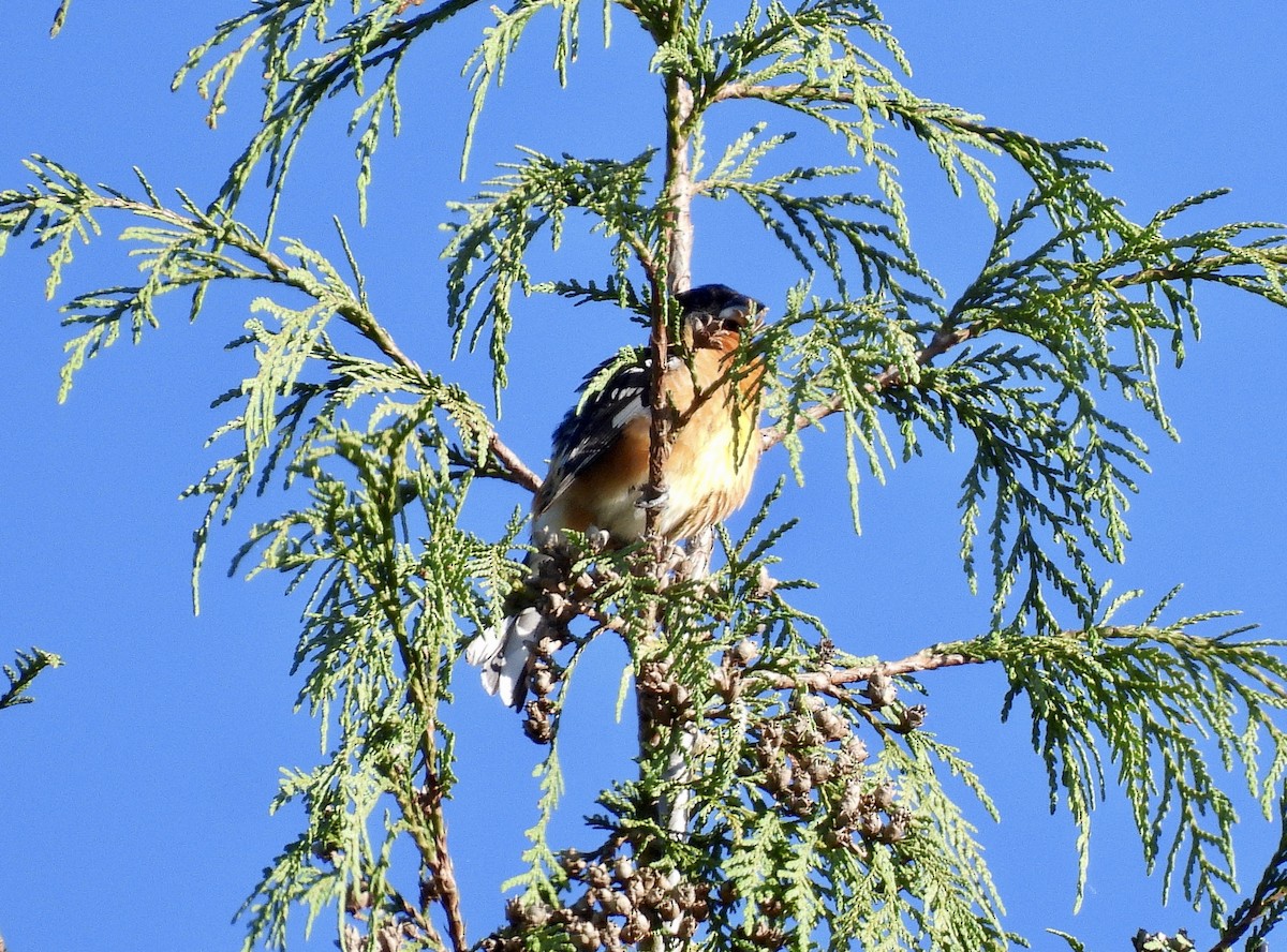 Cardinal à tête noire - ML659040974