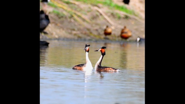 Great Crested Grebe - ML659041106