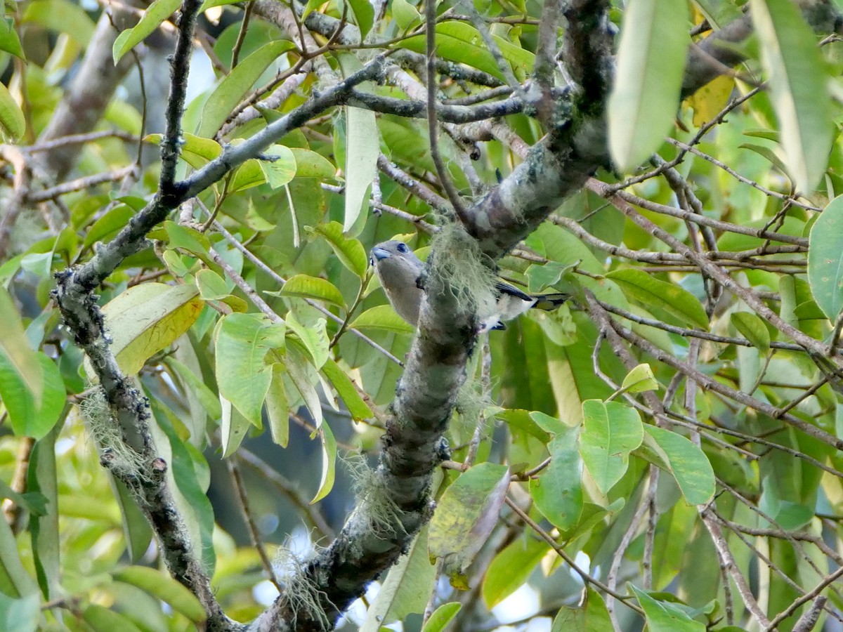 White-browed Shrike-Babbler - ML659041366