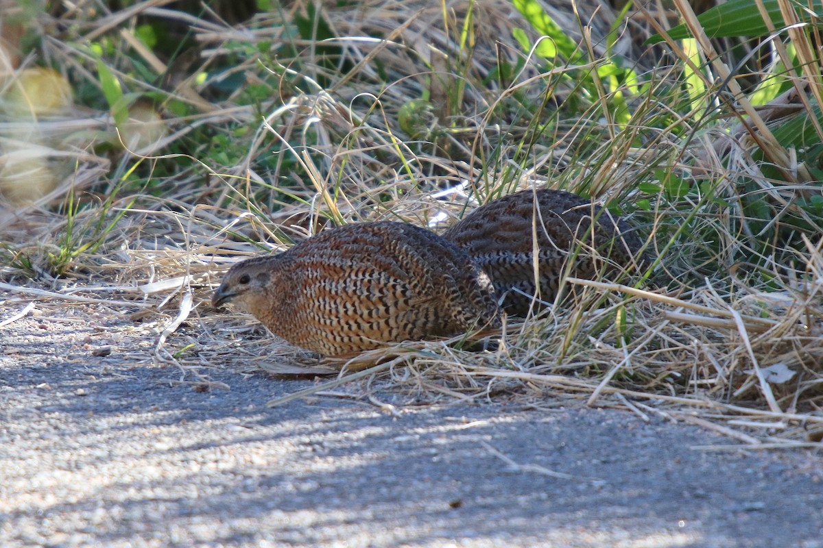 Brown Quail - ML65904171