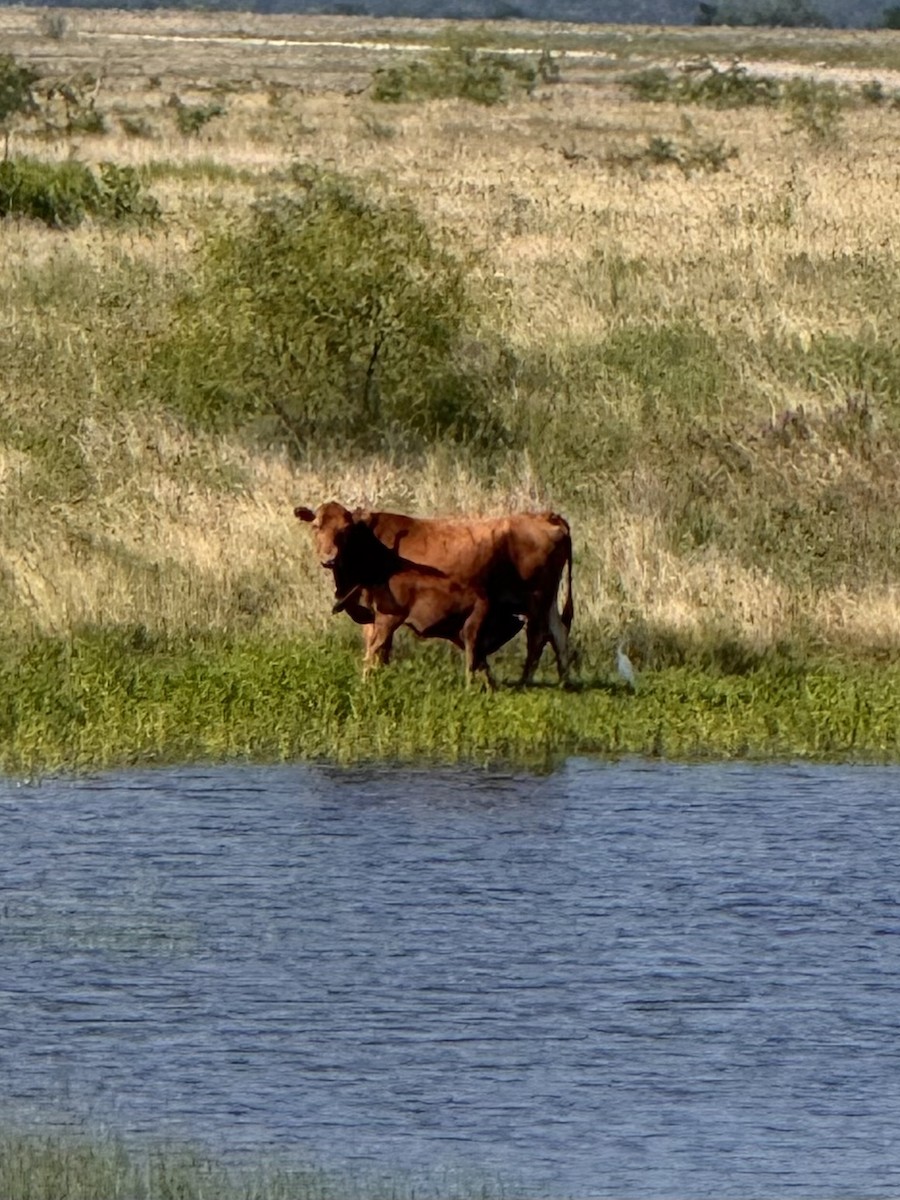 Tiere - ML659042528