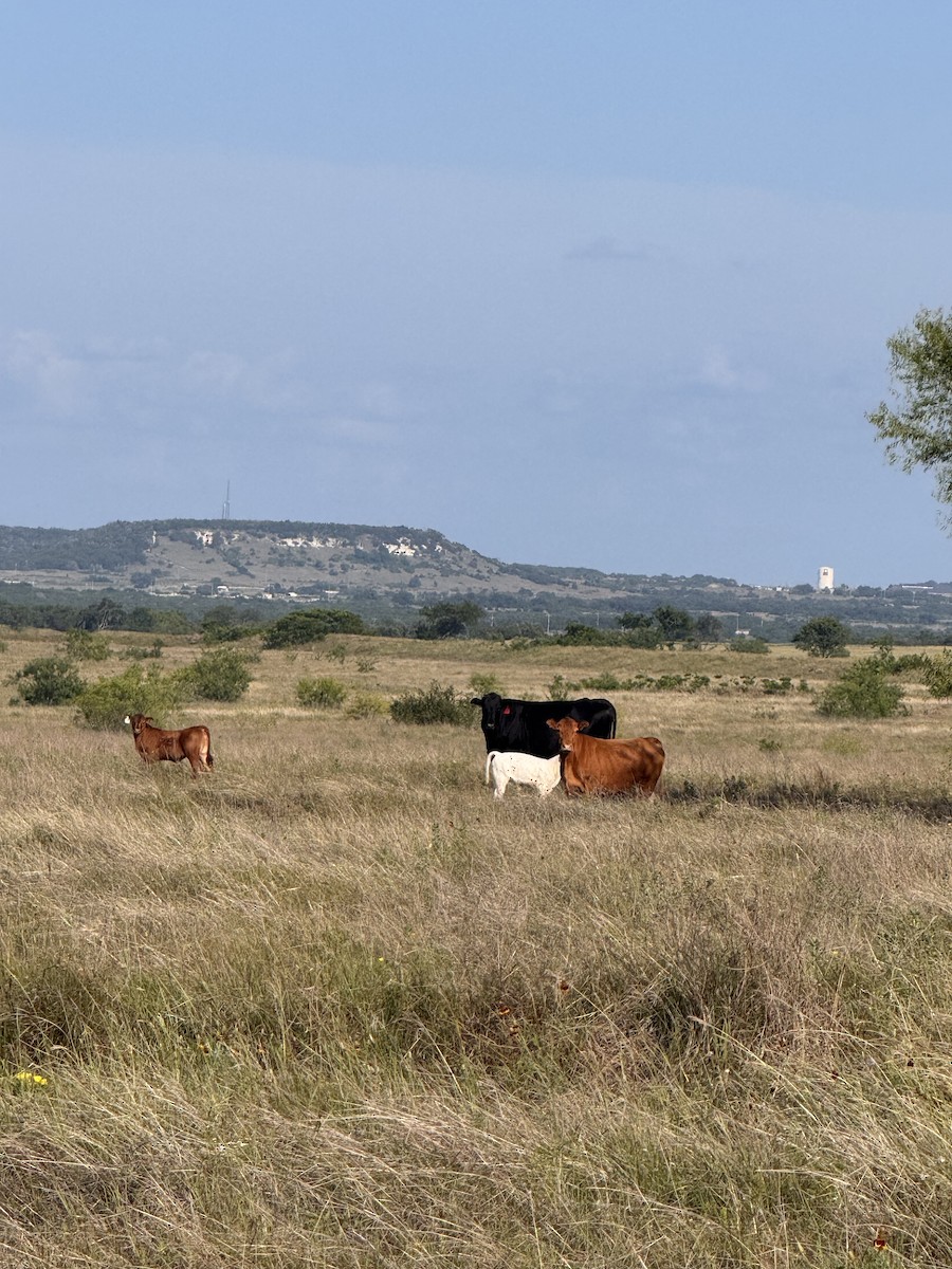 Tiere - ML659042529