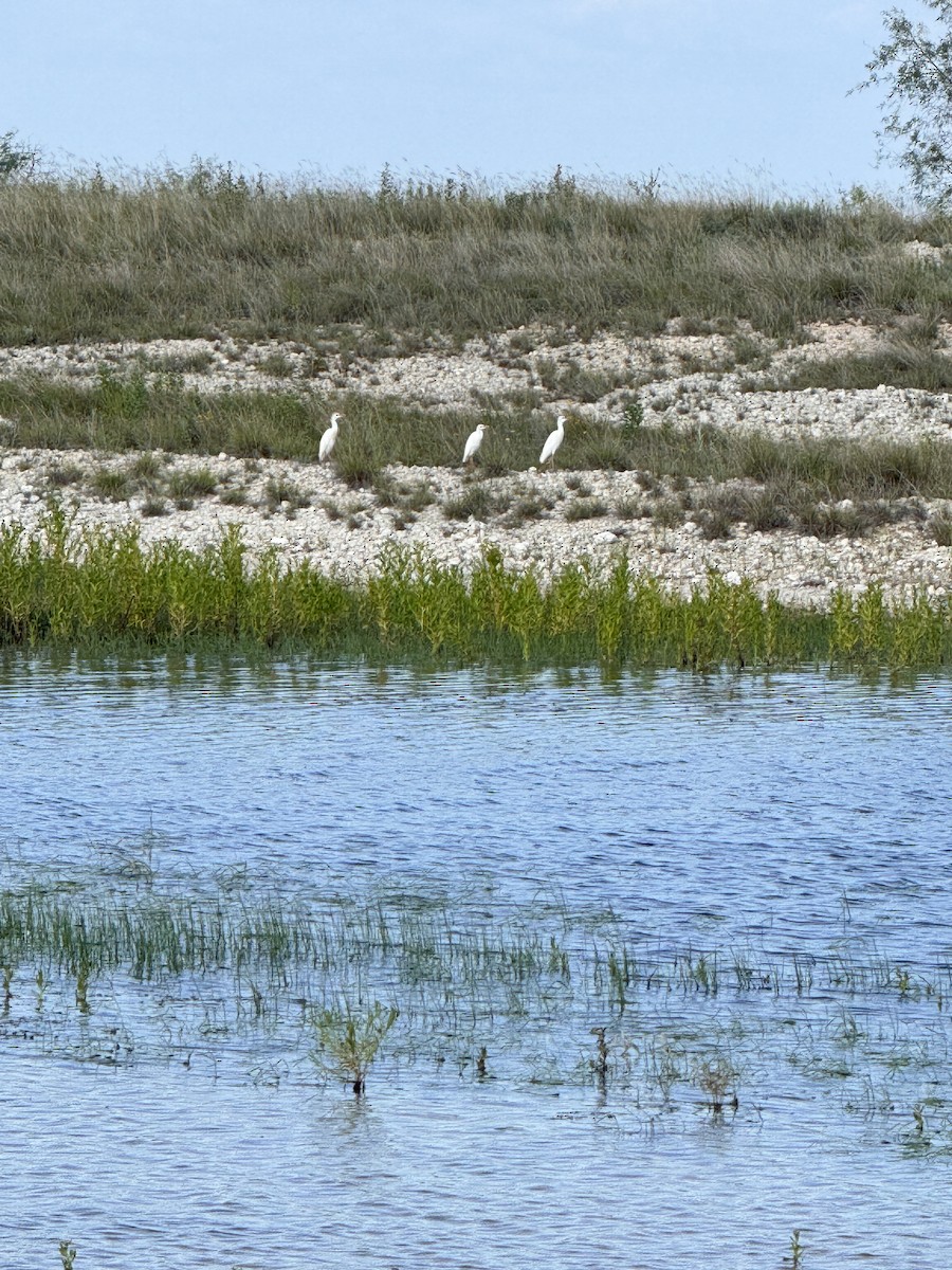 Kuhreiher - ML659042548