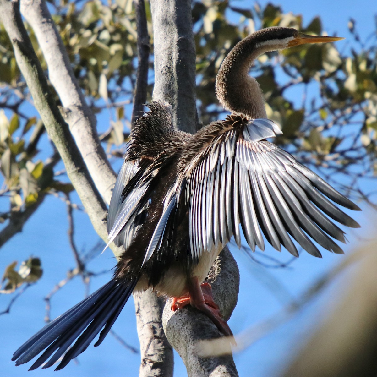 Austral-Schlangenhalsvogel - ML65904261