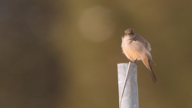 Say's Phoebe - ML659042831