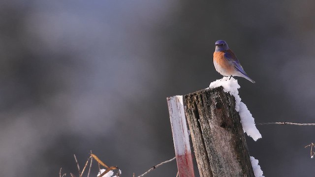 Western Bluebird - ML659042888