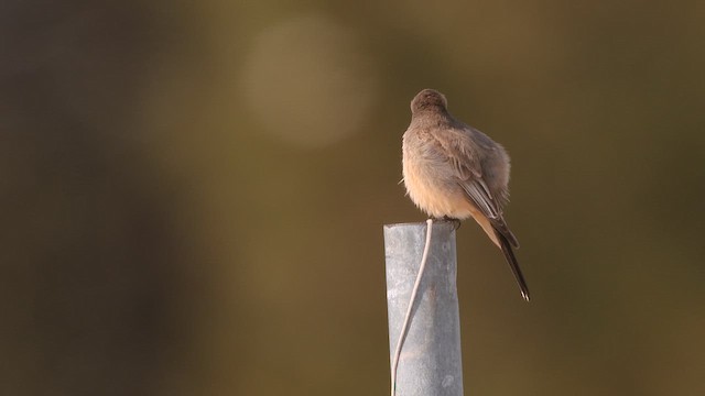 Say's Phoebe - ML659042892