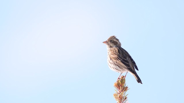 Cassin's Finch - ML659042921