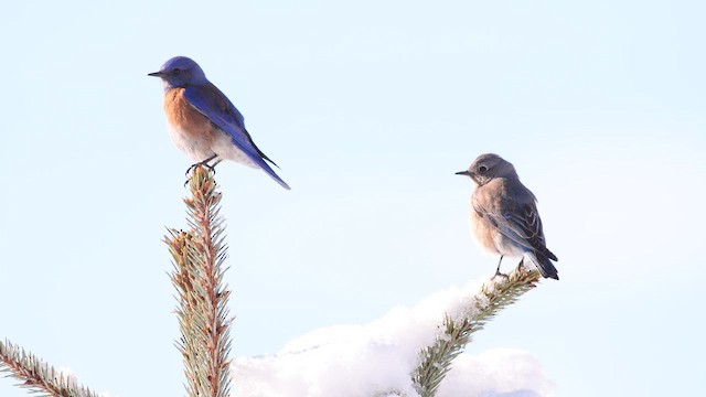 Western Bluebird - ML659042941