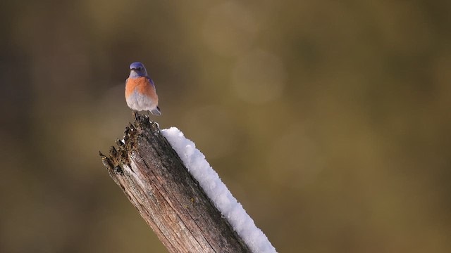 Western Bluebird - ML659042971