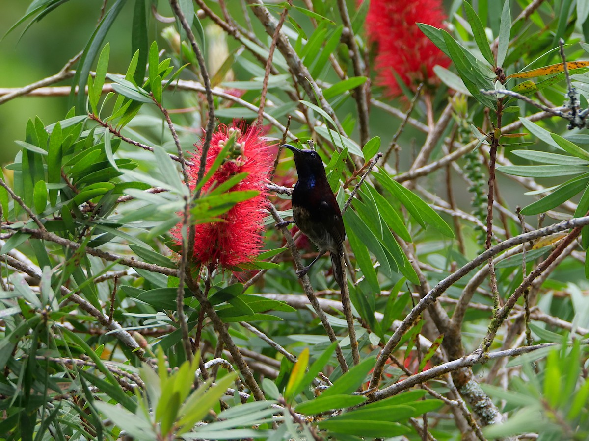 Black-throated Sunbird - ML659042999