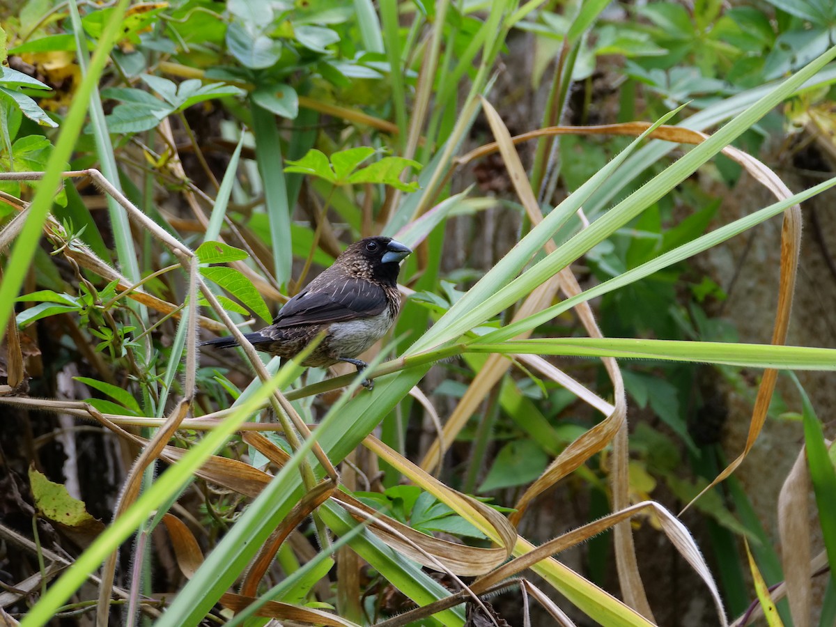 White-rumped Munia - ML659043005