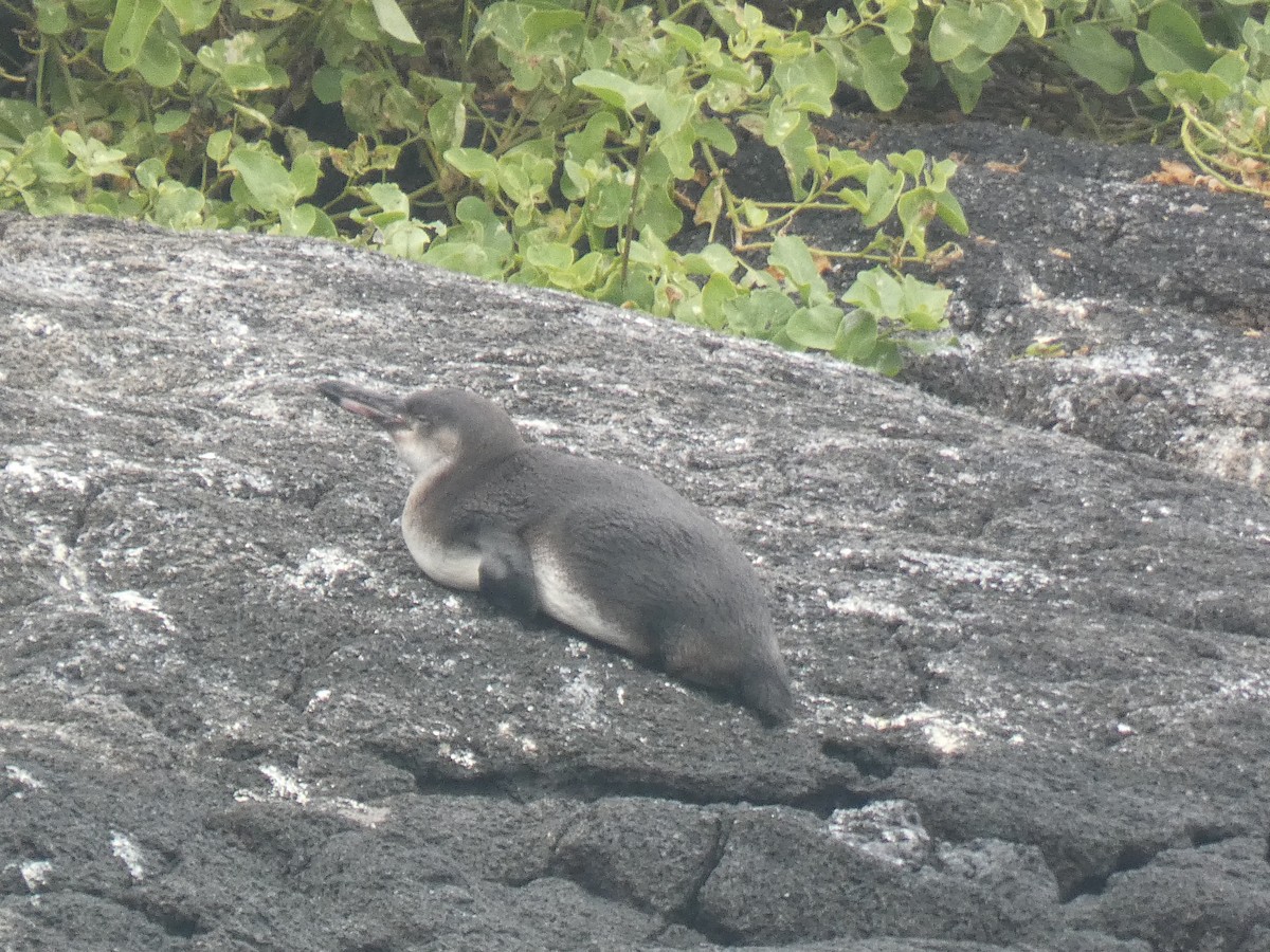 Galapagos Penguin - ML659043571