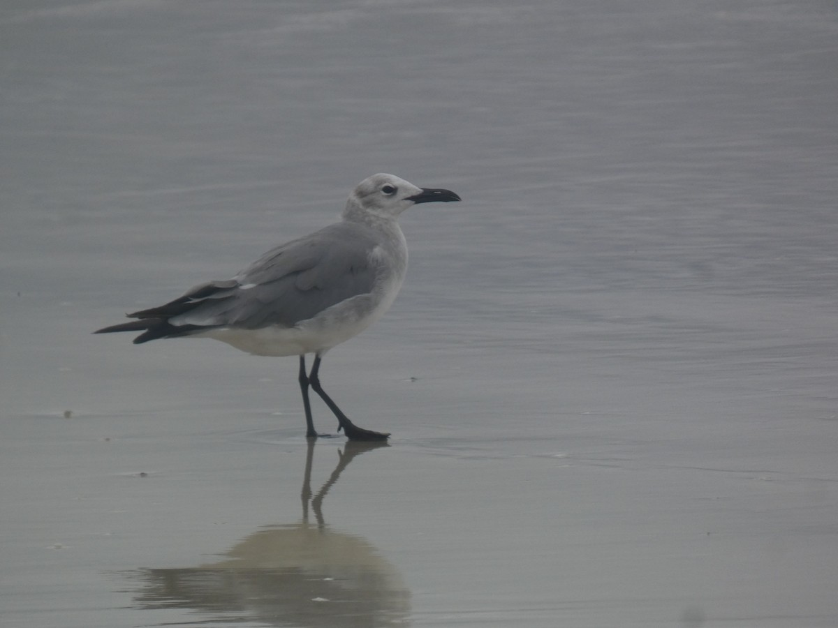 Laughing Gull - ML659043575