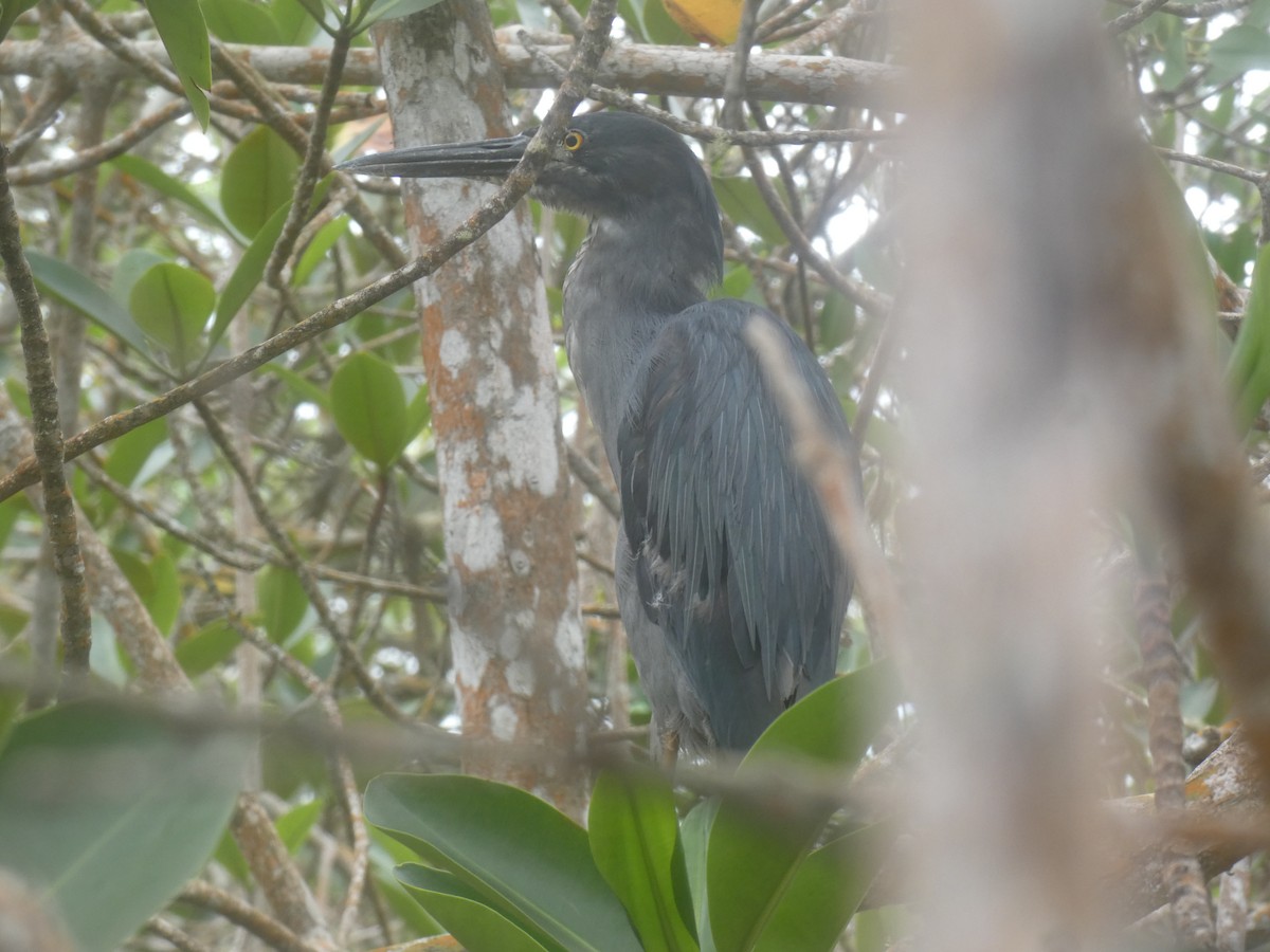 Lava Heron - ML659043581