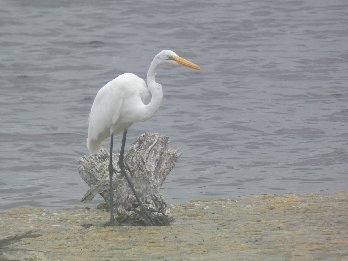 Great Egret - ML659043583