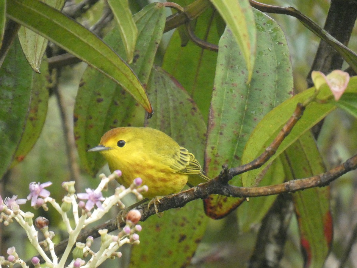 Mangrove Yellow Warbler - ML659043595