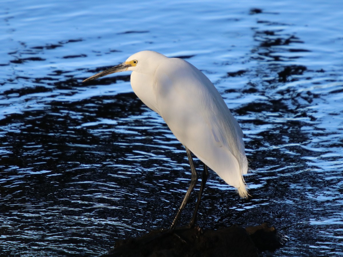 Little Egret - ML65904381