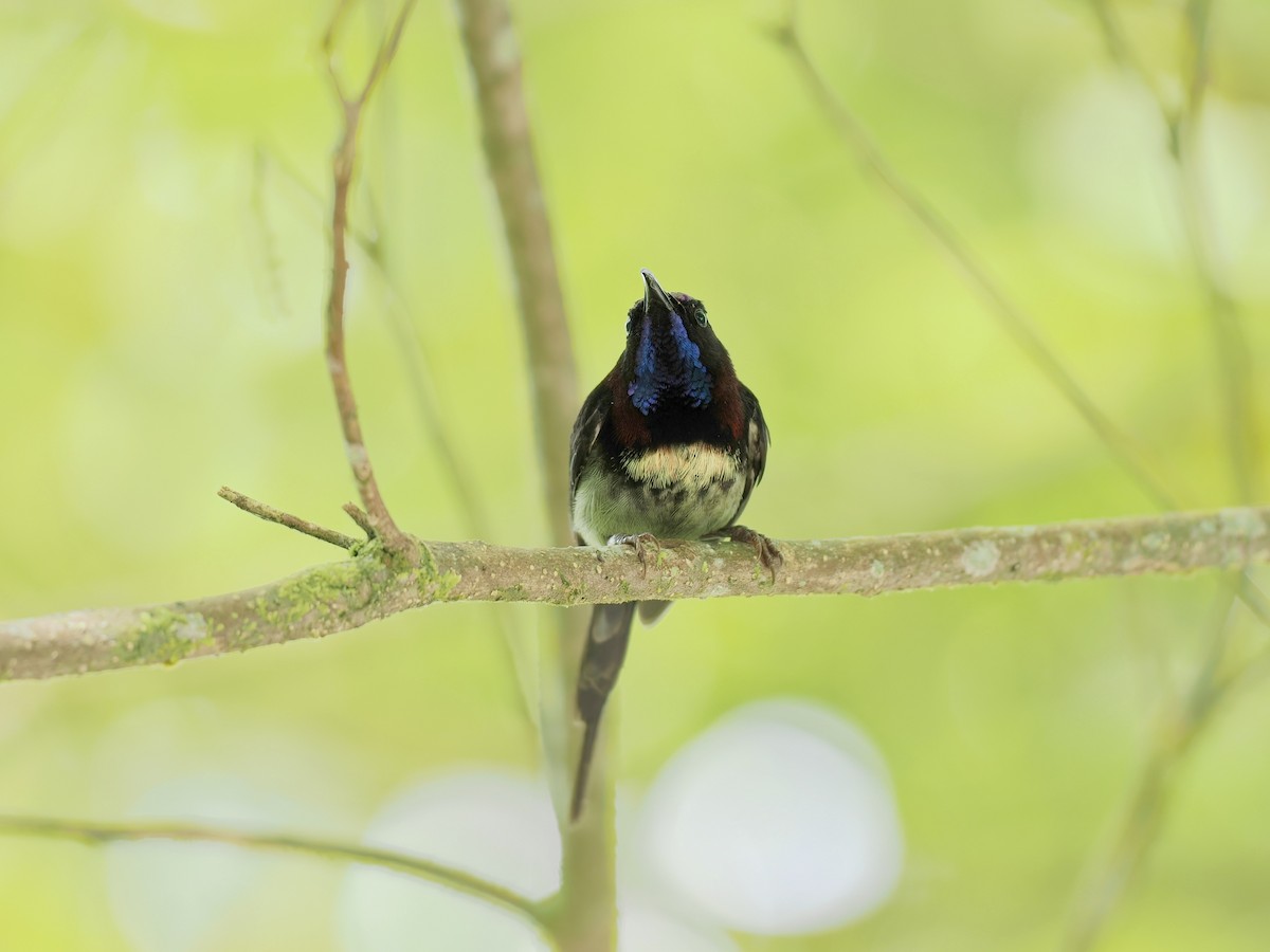 Black-throated Sunbird - ML659044386