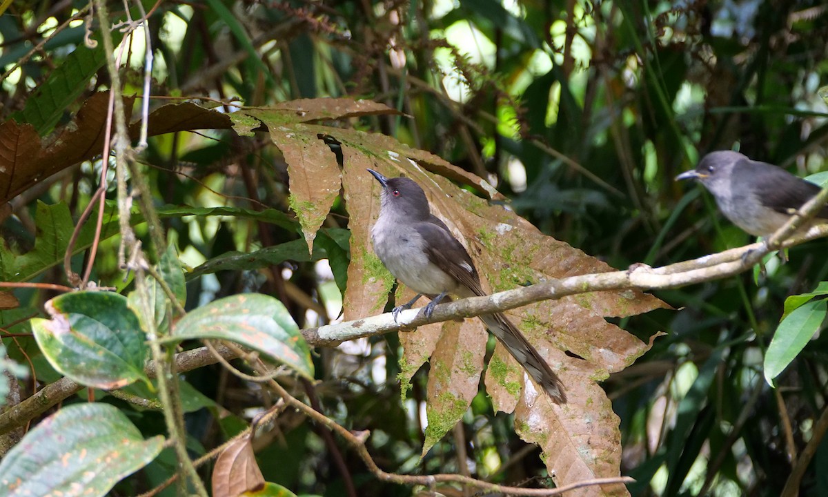 Long-tailed Sibia - ML659044389