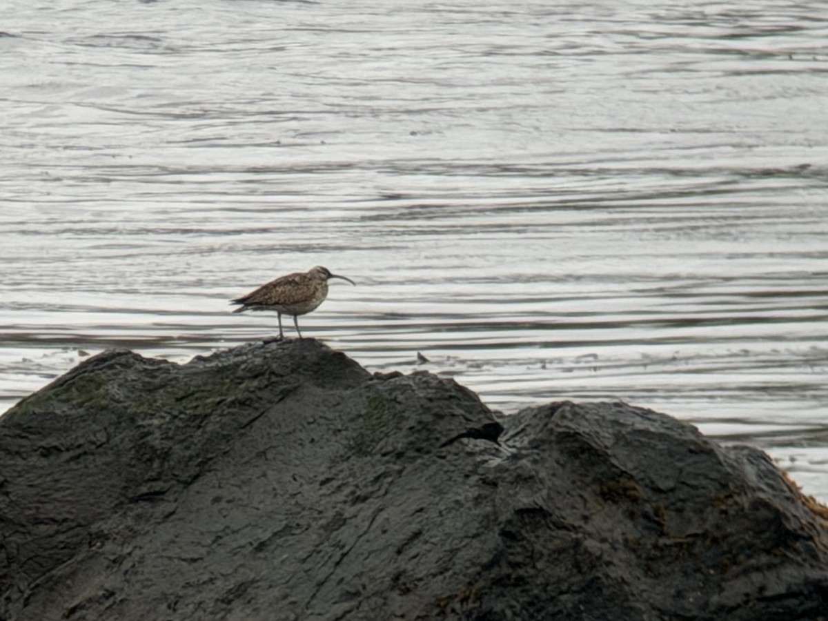 Eurasian Whimbrel - ML659044419