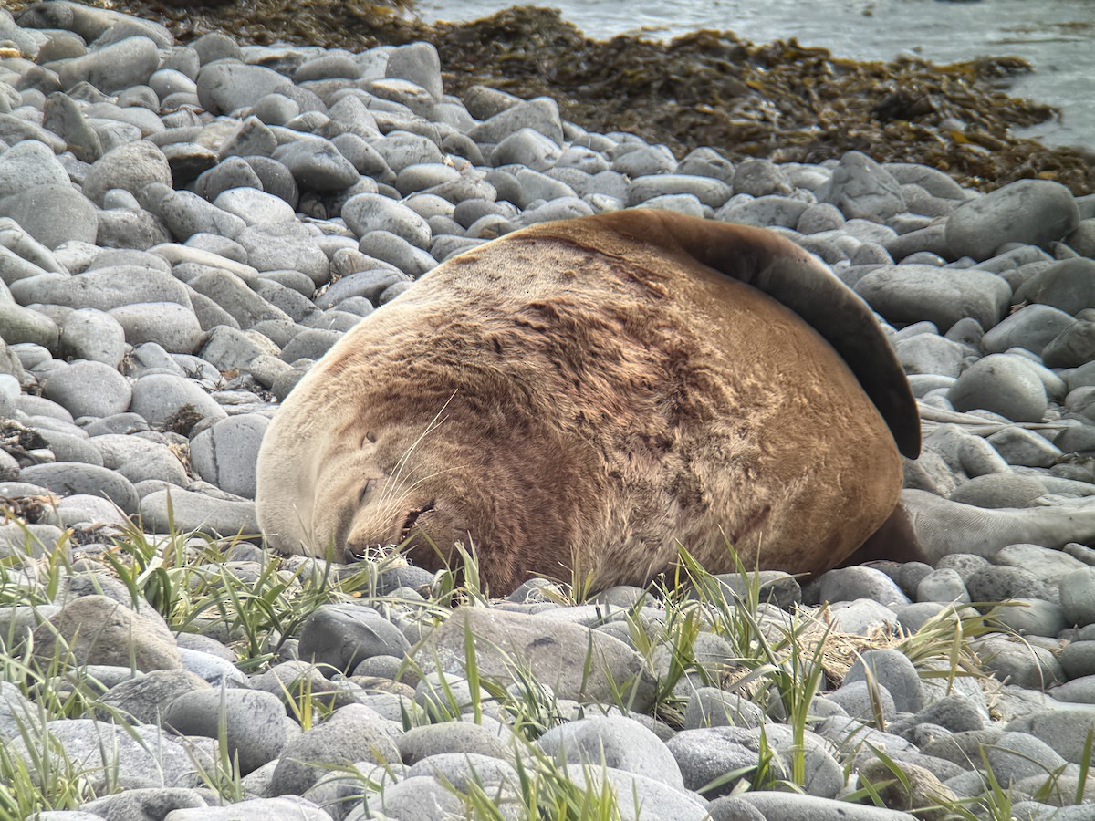 Steller Sea Lion - ML659044423