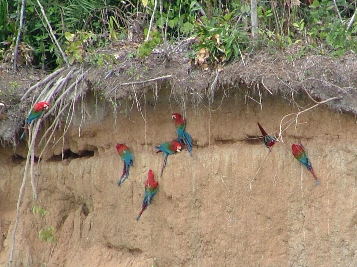 Guacamayo Aliverde - ML659044724