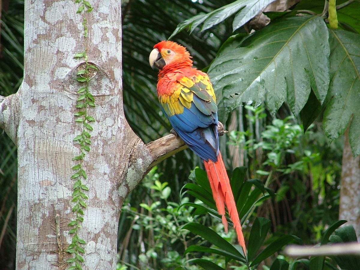 Guacamayo Macao - ML659044726