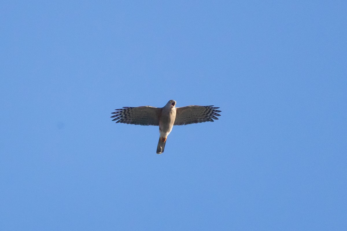 African Goshawk (Southern) - ML659045198