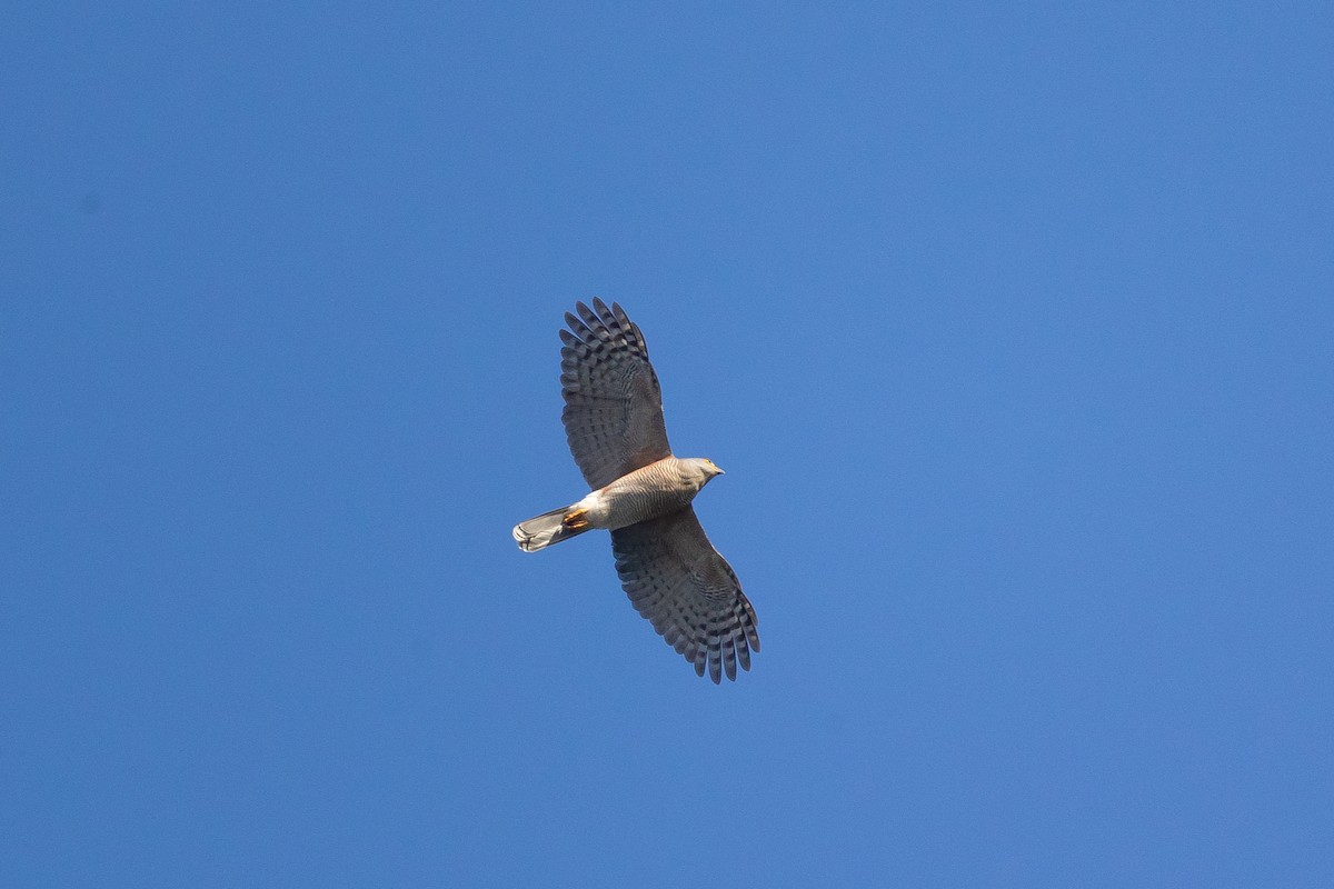African Goshawk (Southern) - ML659045199