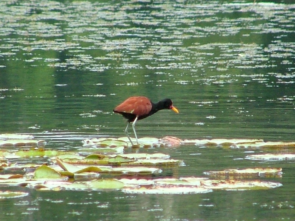 Jacana Sudamericana - ML659045253