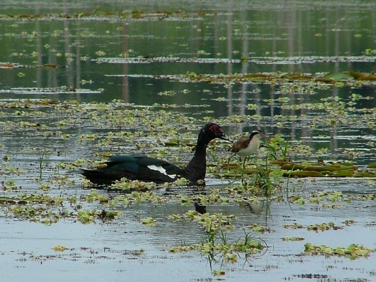 Pato Criollo - ML659045261
