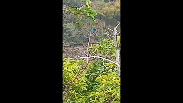Swallow Tanager - ML659045871