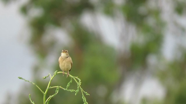 Singing Bushlark (Australasian) - ML659047848