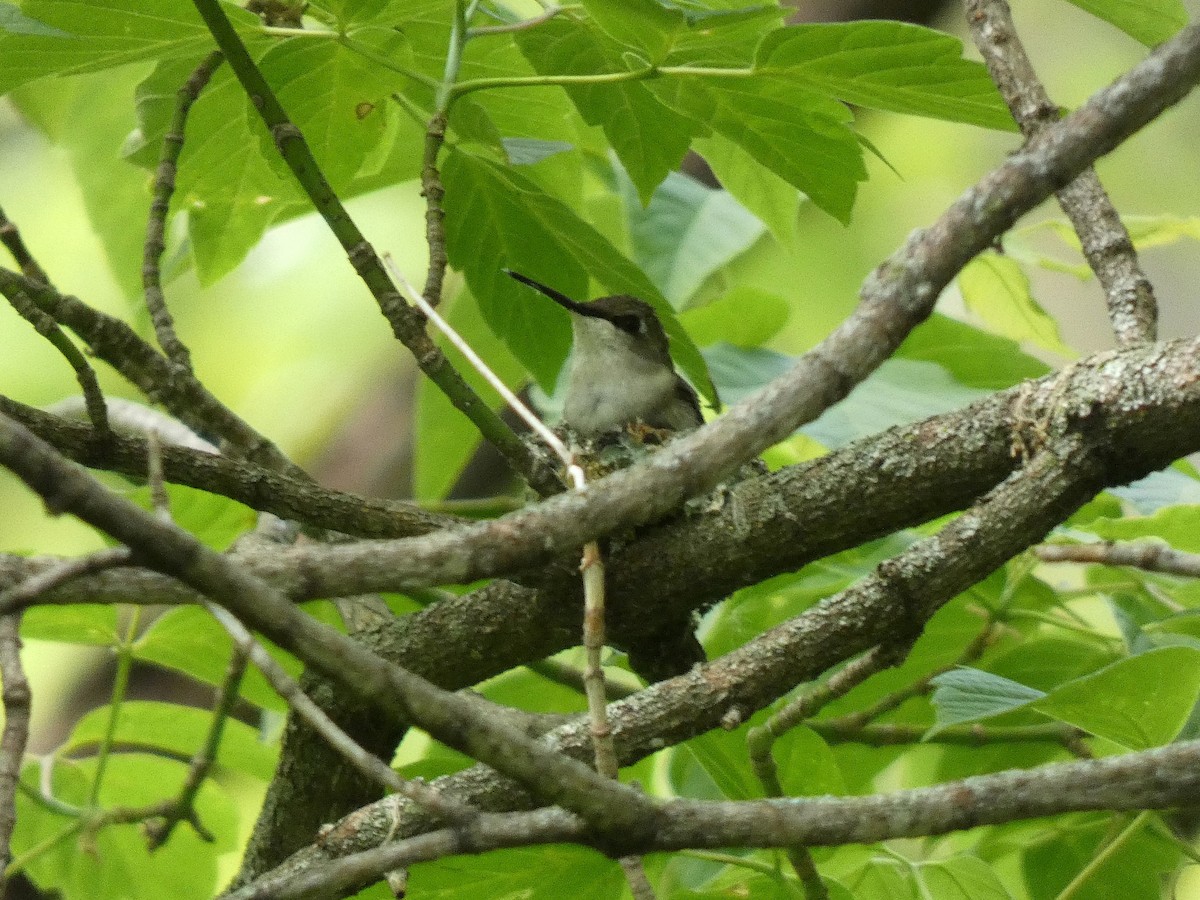 kalypta rubínohrdlá - ML659048587