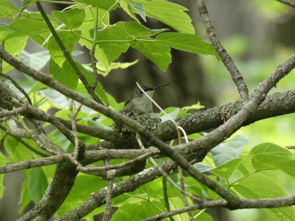 kalypta rubínohrdlá - ML659048588