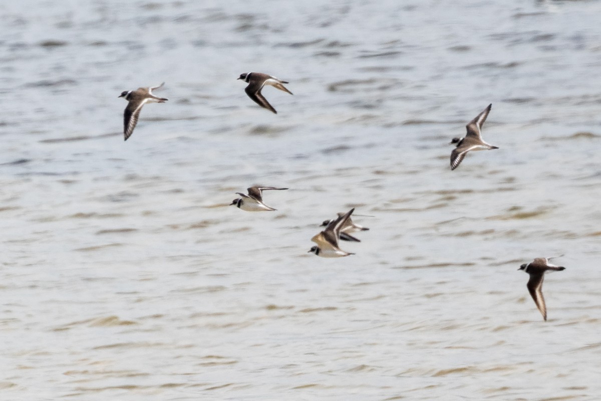 Common Ringed Plover - ML659048836