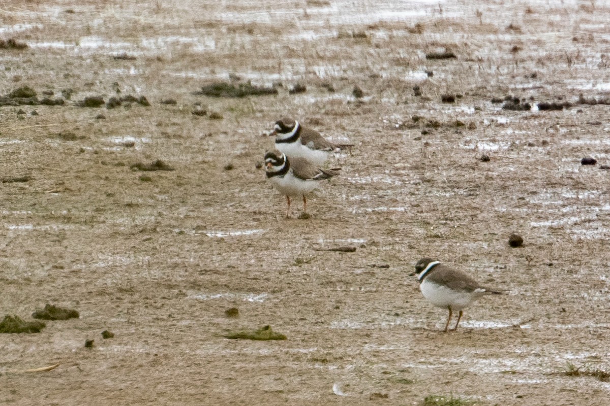 Common Ringed Plover - ML659048839