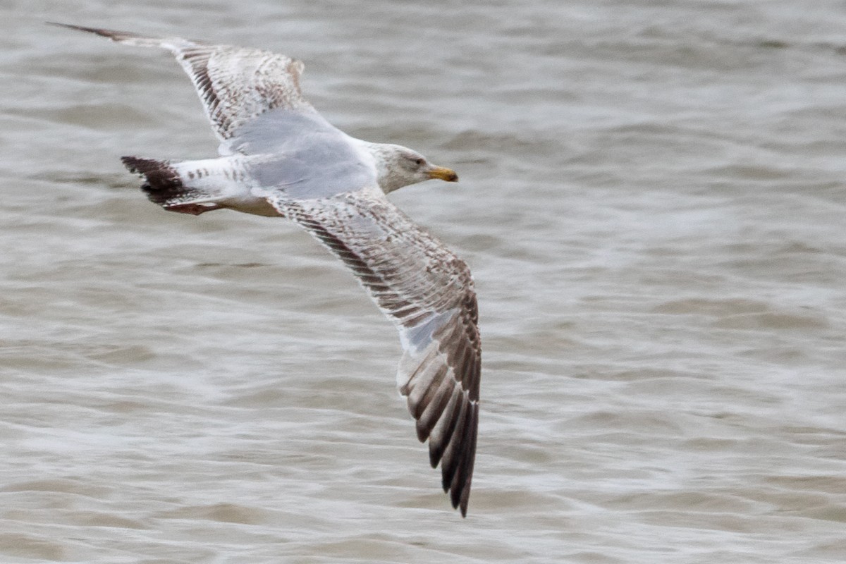 European Herring Gull - ML659048848