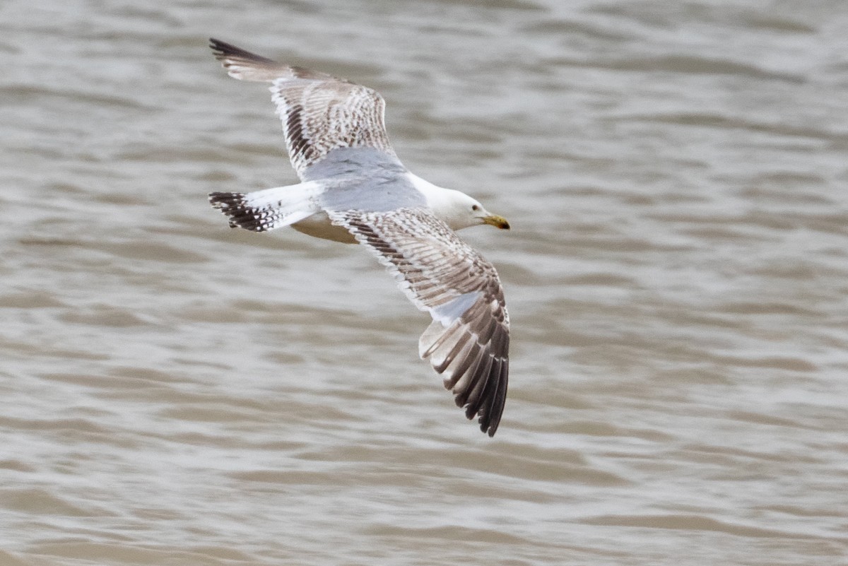 European Herring Gull - ML659048850