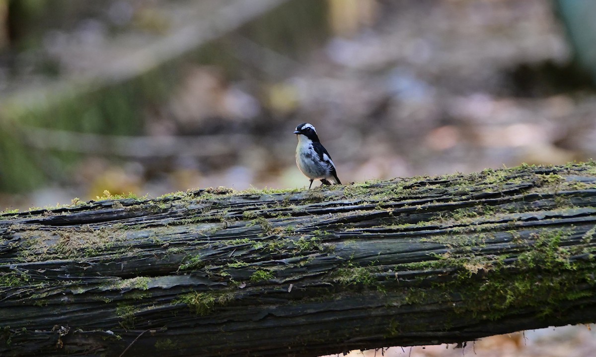 Little Pied Flycatcher - ML659048862