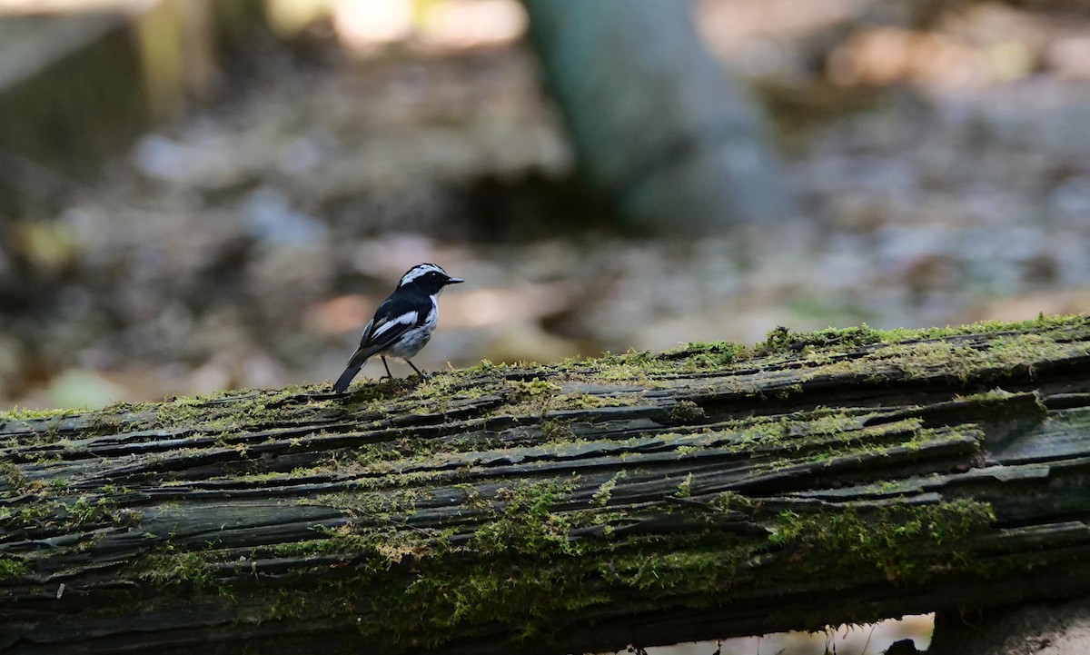 Little Pied Flycatcher - ML659049002